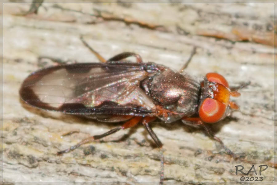 Acrostictomyia longistigma
