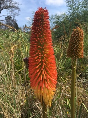 Kniphofia bruceae
