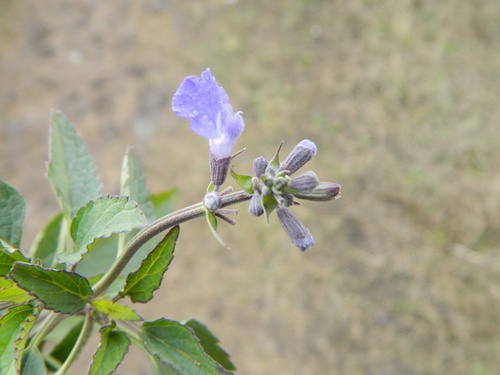 Image of Salvia pallida by (c) Eduardo Luis Beltrocco, some rights reserved (CC BY)