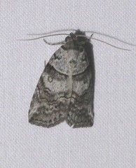Calathusa hypotherma