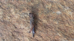Omocestus