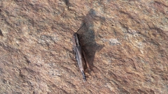 Omocestus