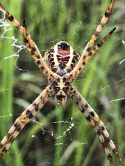Argiope magnifica