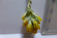 Sericeae