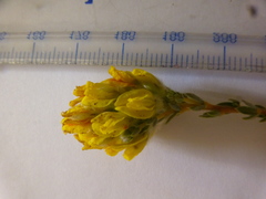 Sericeae