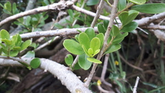Melicytus orarius