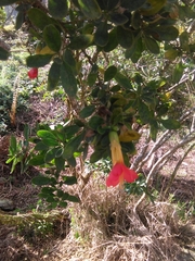 GERMAN LEONEL SARMIENTO CRUZ, CC BY, iNaturalist via GBIF Cantua bicolor, photograph GERMAN LEONEL SARMIENTO CRUZ, CC BY, iNaturalist via GBIF