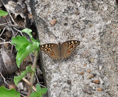 Junonia lemonias