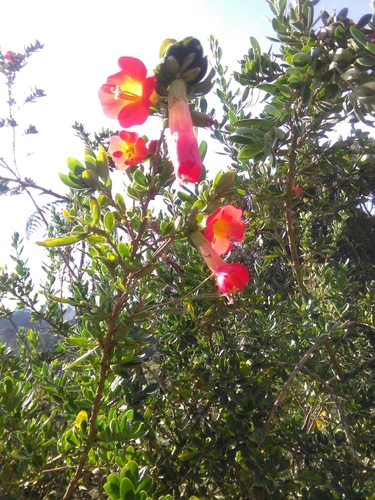 Cantua bicolor, photograph 6