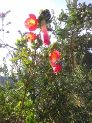 Cantua bicolor, photograph GERMAN LEONEL SARMIENTO CRUZ, CC BY, iNaturalist via GBIF