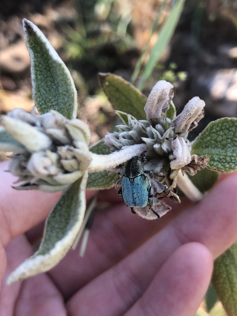 Hoplia bilineata