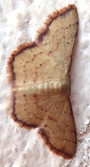 Idaea craspedota