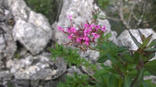 Red Valerian