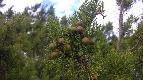 Mediterranean juniper