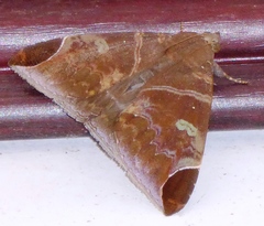Pindara illibata