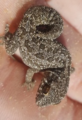 Pachydactylus maculatus