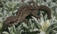 Pachydactylus maculatus