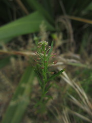 Lepidium desvauxii