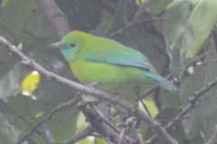 Blue-Winged Leafbird photo 5
