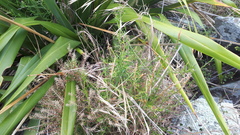 Lepidium desvauxii