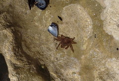 Acanthonyx lunulatus