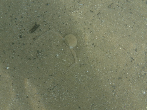 Ilia nucleus