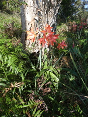 Hippeastrum