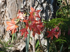 Hippeastrum