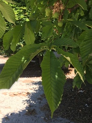 Aesculus hippocastanum