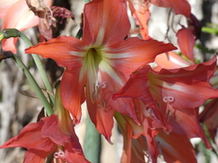 Hippeastrum