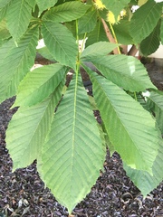 Aesculus hippocastanum