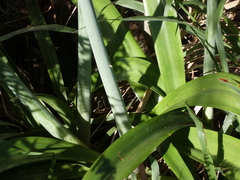 Hippeastrum