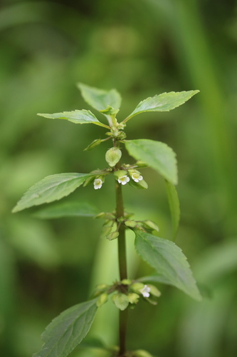 Image of Bacopa stricta by no rights reserved