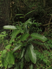 Morisonia americana