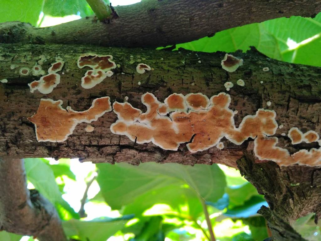 Byssomerulius corium · November 2018 · photo: © cristianriquelme (iNaturalist, cc-by)