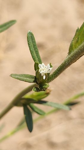 Image of Pseudelephantopus spicatus by no rights reserved