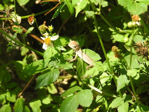 Calotes wangi