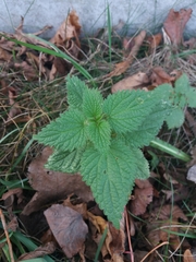 Urtica dioica