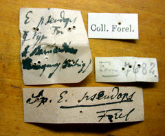 Neivamyrmex pseudops