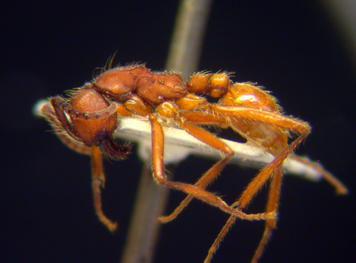 Neivamyrmex pseudops · iNaturalist