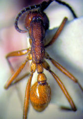 Neivamyrmex pseudops