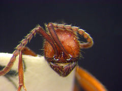 Neivamyrmex pseudops