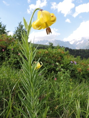 Lilium kesselringianum