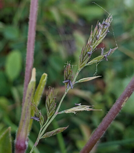 Breton Fescue (Festuca armoricana)