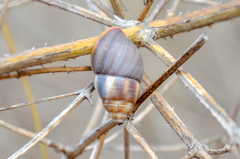 Amphidromus contrarius