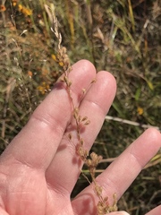 Anthenantia rufa