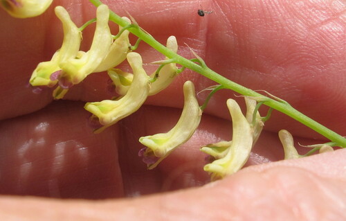 Corydalis heterocarpa iNat (1)