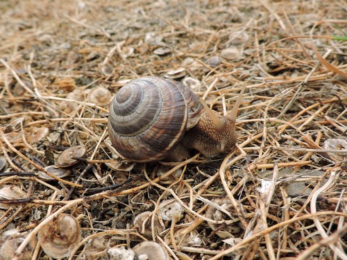 Dogonac (Helix lucorum)