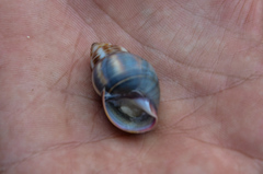Amphidromus contrarius