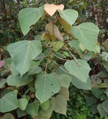 Mallotus macrostachyus